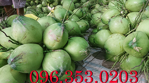 Vựa dừa lớn nhất bến tre chuyên cung cấp dừa xiêm xanh