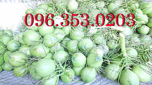 Ở đâu nhiều dừa xiêm xanh nhất Việt Nam